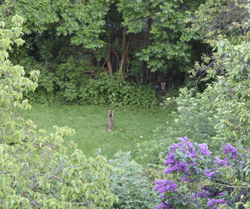 Garden.gif